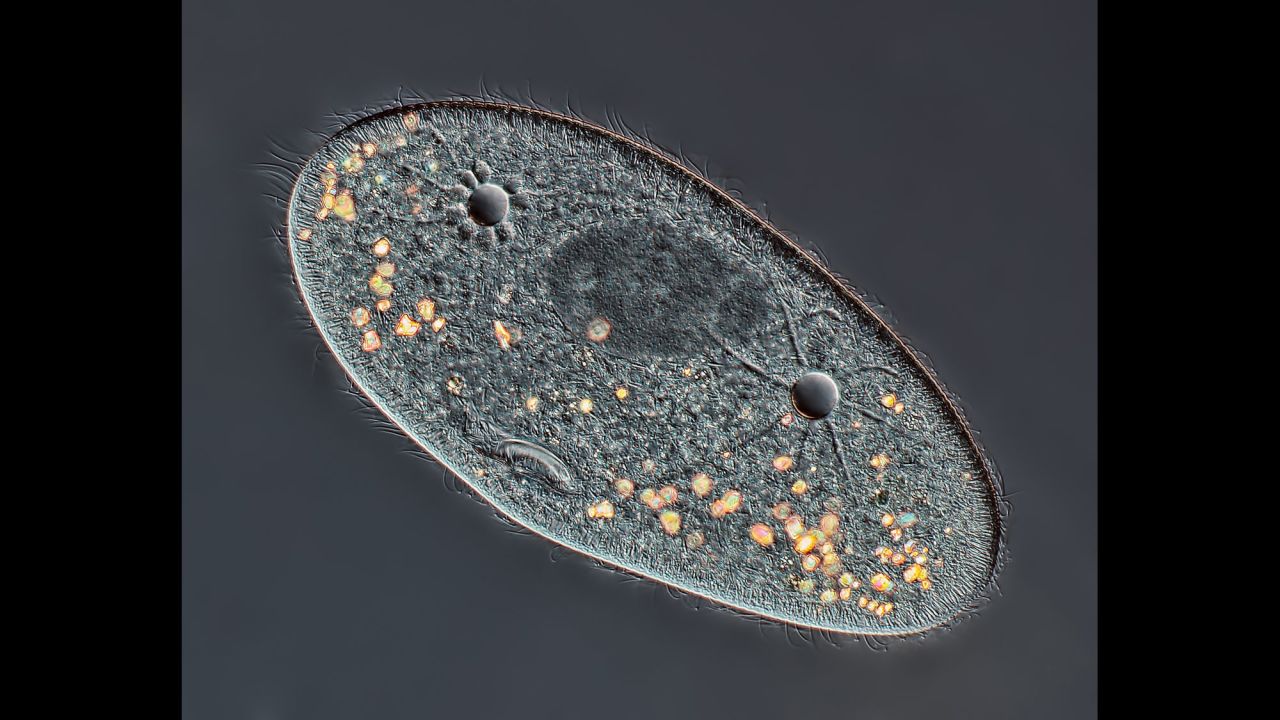 Mr. Rogelio Moreno Gill; Paramecium sp. showing the nucleus, mouth and water expulsion vacuoles