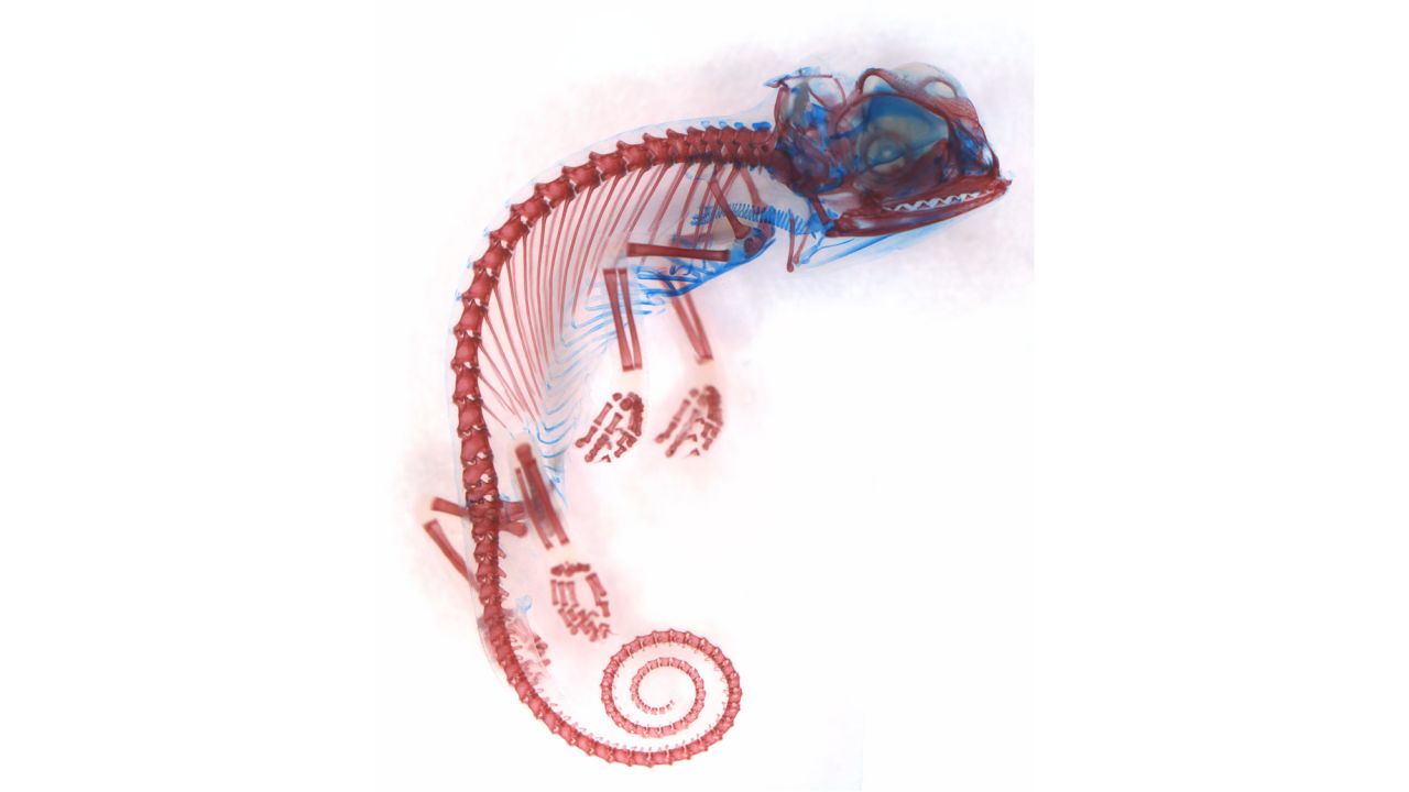 Miss Dorit Hockman; University of Cambridge; Chamaeleo calyptratus (veiled chameleon), embryo showing cartilage (blue) and bone (red)