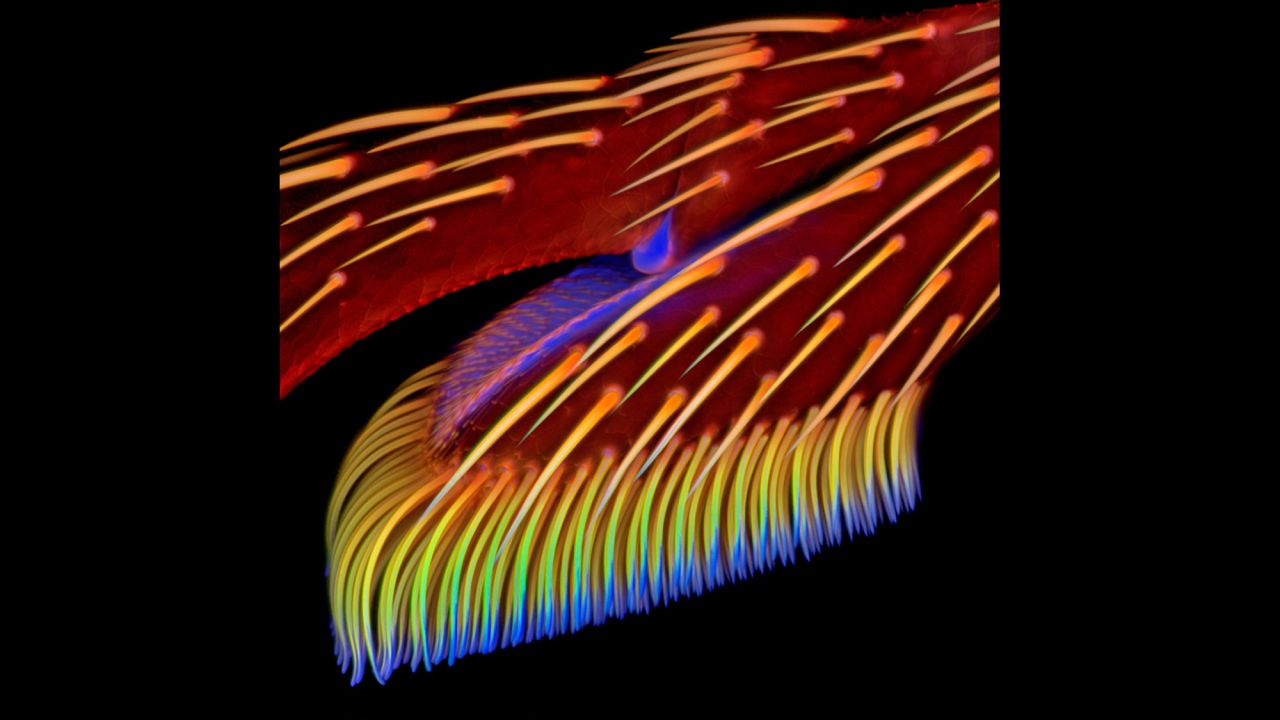 Dr. Jan Michels; Institute of Zoology, Functional Morphology and Biomechanics, Christian-Albrechts-Universität zu Kiel; Adhesive pad on a foreleg of Coccinella septempunctata (ladybird beetle)