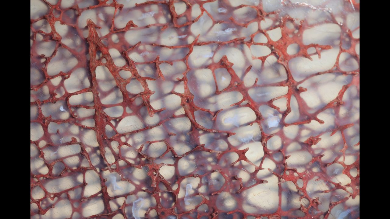 Mr. Ted Kinsman; Department of Imaging and Photo Technology, Rochester Institute of Technology; Thin section of a dinosaur bone preserved in clear agate