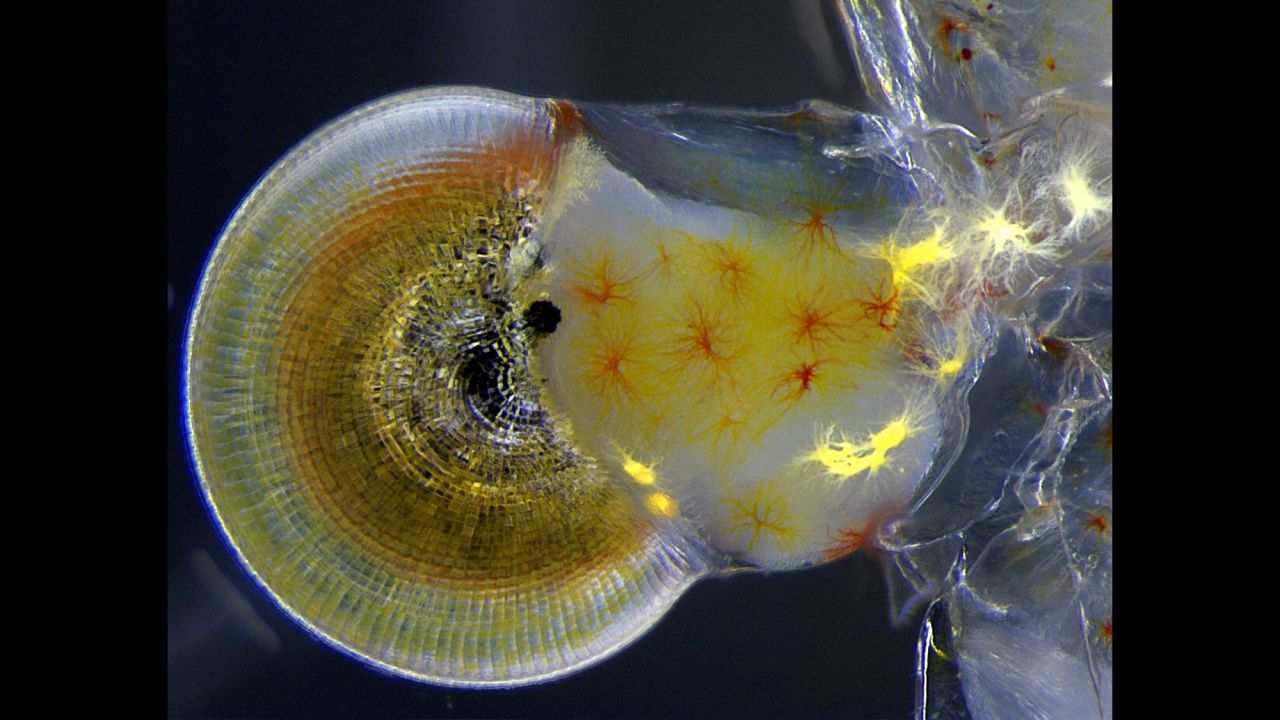 Miss Vitoria Tobias Santos; Universidade Federal do Rio de Janeiro, Rodrigo Evo Devo Group; Macrobrachium shrimp (ghost shrimp) eye