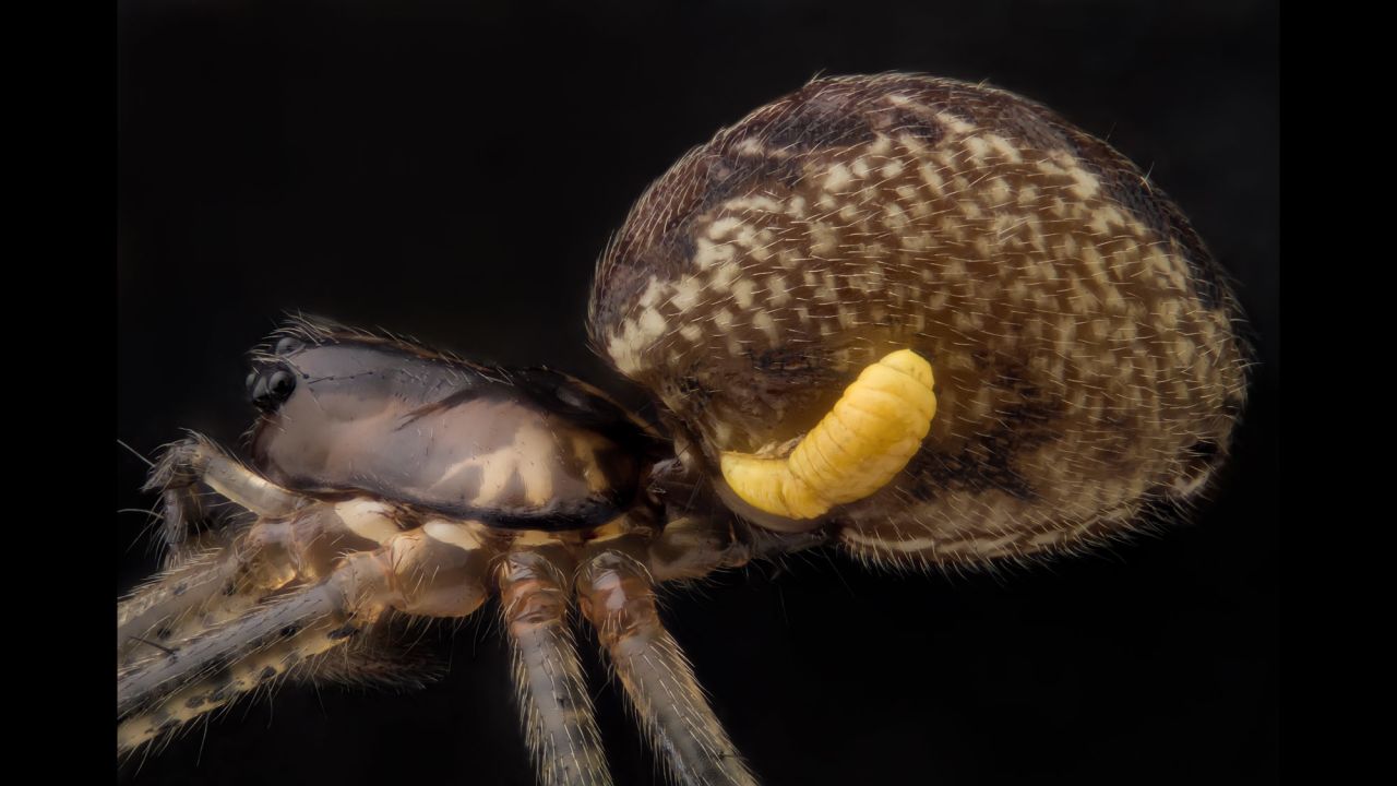 Mr. Geir Drange; Pityohyphantes phrygianus (sheet weaver spider) with a parasitic wasp larva on the abdomen