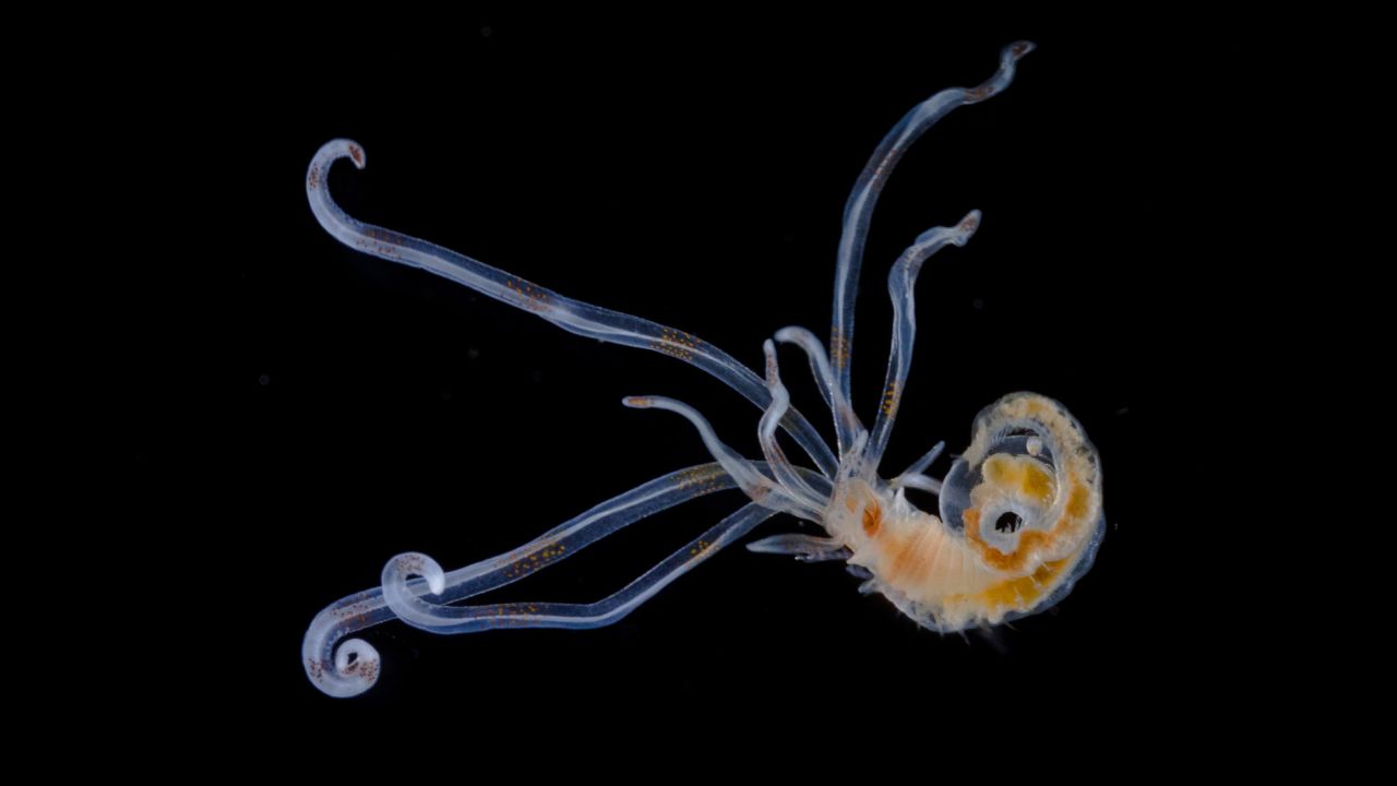 Mr. Christian Sardet; Department of Life Sciences, Centre National de la Recherche Scientifique; Annelid larva
