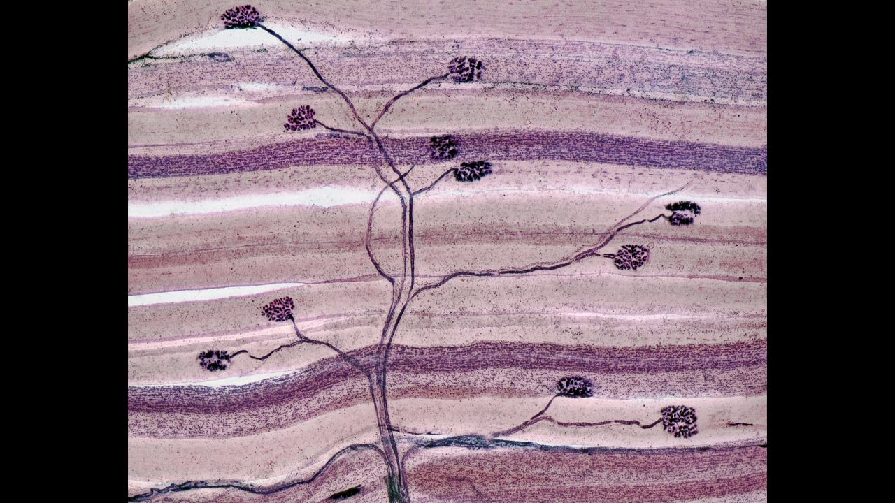 Dr. David Ward; dgward.com; Nerve and muscle thin section