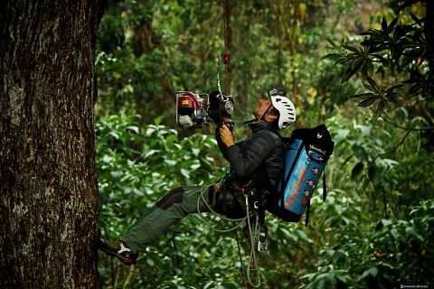 The climbers are using tree-friendly modern scaling techniques that involve a mechanical ascender which makes scaling easier and safer.