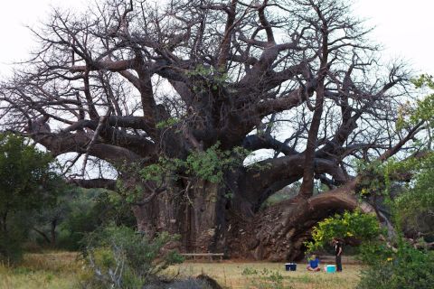 Last January, the group climbed Africa's biggest baobab in South Africa's Limpopo province.