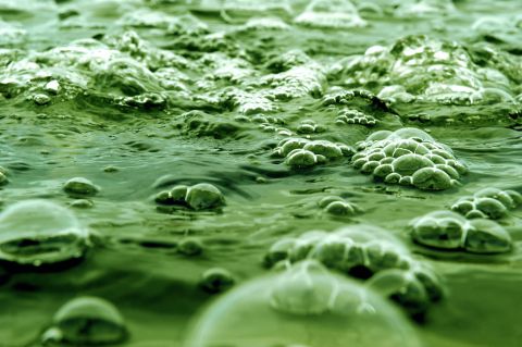 Sure you can turn algae into biofuel and get energy that way -- but what if algae could produce power without the processing? Researchers from <a href="http://www.popsci.com/science/article/2010-03/researchers-steal-raw-electrical-current-directly-algae-first-time?dom=PSC&loc=recent&lnk=9&con=for-the-first-time-researchers-harvest-raw-electric-current-directly-from-algae-" target="_blank" target="_blank">Stanford have managed to "steal electrons" from algae cells</a>. OK, it's not very efficient yet -- in fact, the process currently uses up electricity -- but it opens the door for more research into <em>very</em> green energy.