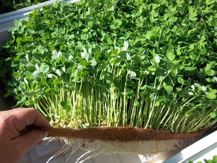 Cultivating their own microgreens while at sea will prove a challenge for the pair, who hope to gain the benefit of fresh produce and to highlight the uses of the technology in even the harshest environment.   