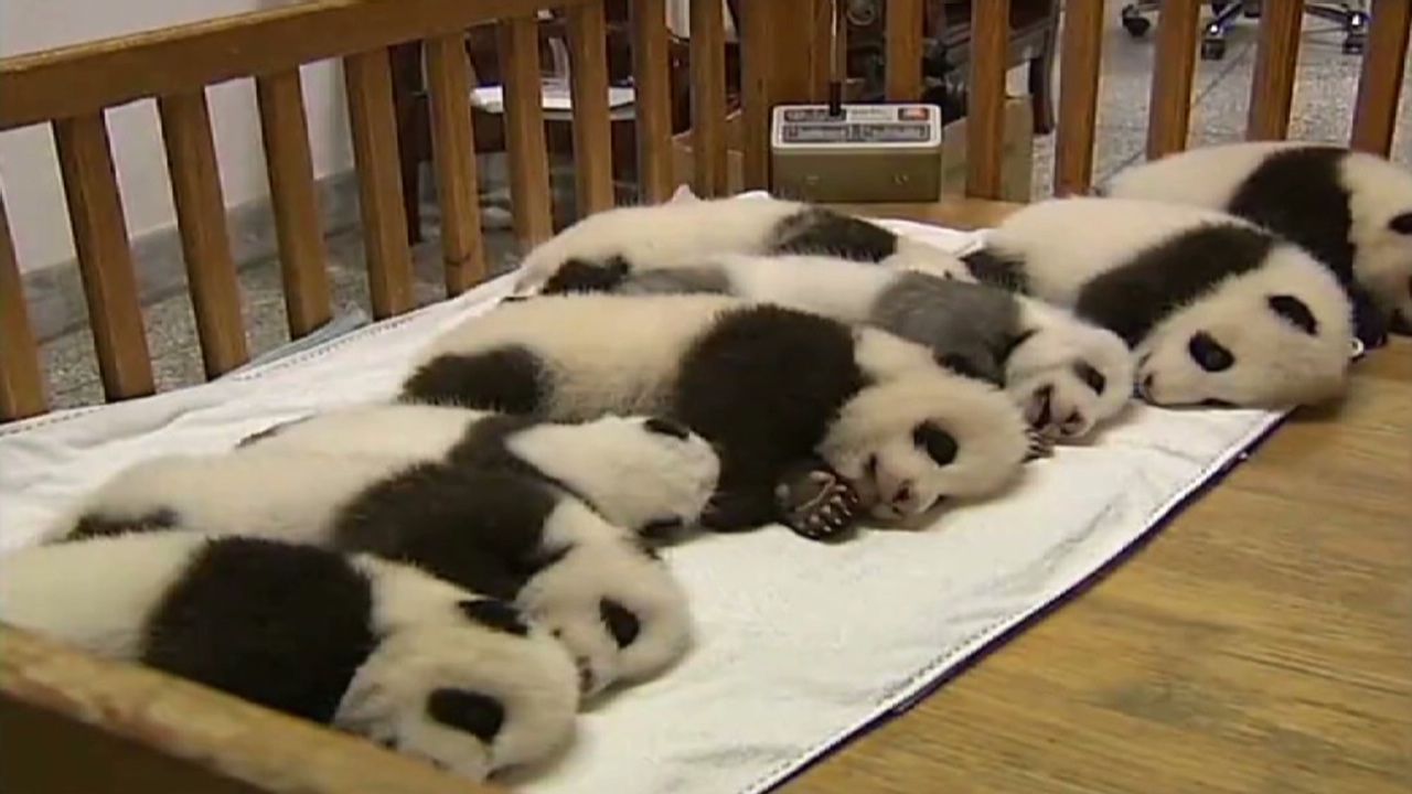 baby pandas sleeping