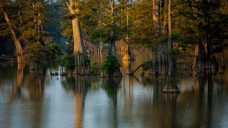 Along the journey, the vastness and diversity of the American landscape became apparent. This tree-filled lagoon is located in Sam Houston Jones State Park in Louisiana. 