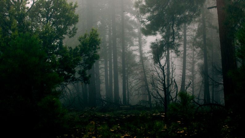 The towering pines of Grand Canyon National Park were wet on this particular day, and the riders felt it. "With motorcycles you feel the scenery and the microclimate change," said Brant Ozanich. 