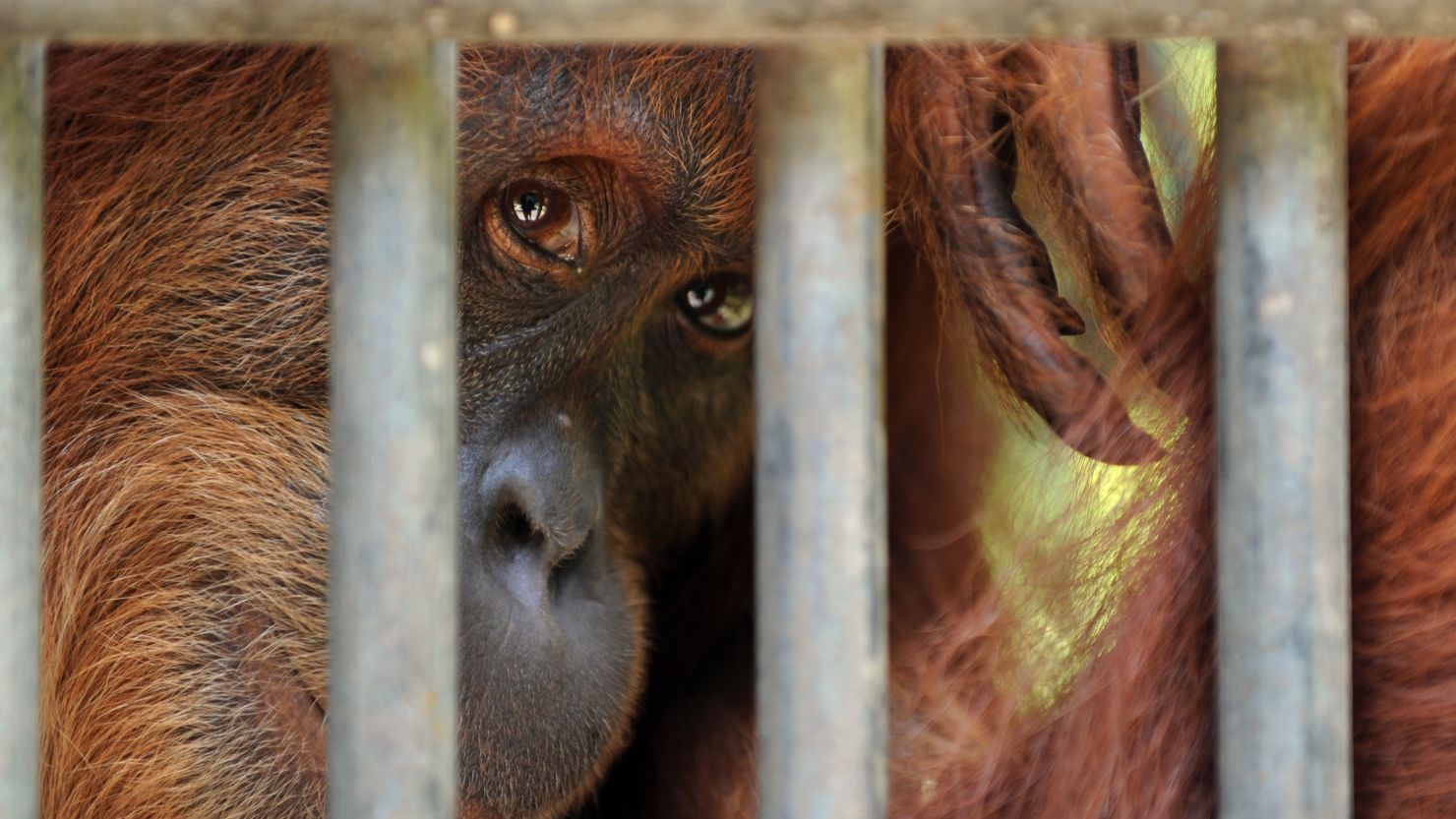 orangutan in captivity sumatra