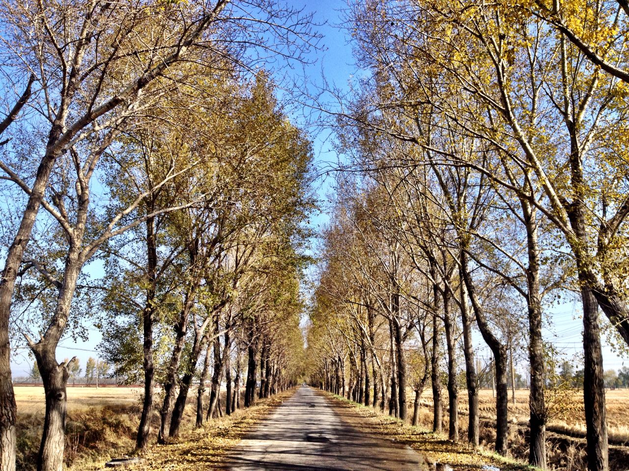 Un camino rodeado de árboles atraviesa los extensos terrenos del campo de trabajos forzados Masanjia en el noreste de China.