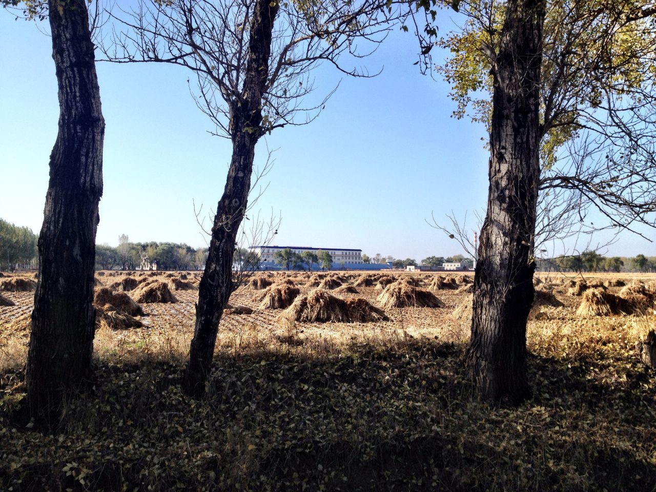 Los cuartos de los reclusos hombres en el campo de trabajo en Masanjia se encuentran detrás de los campos cubiertos por almiares.