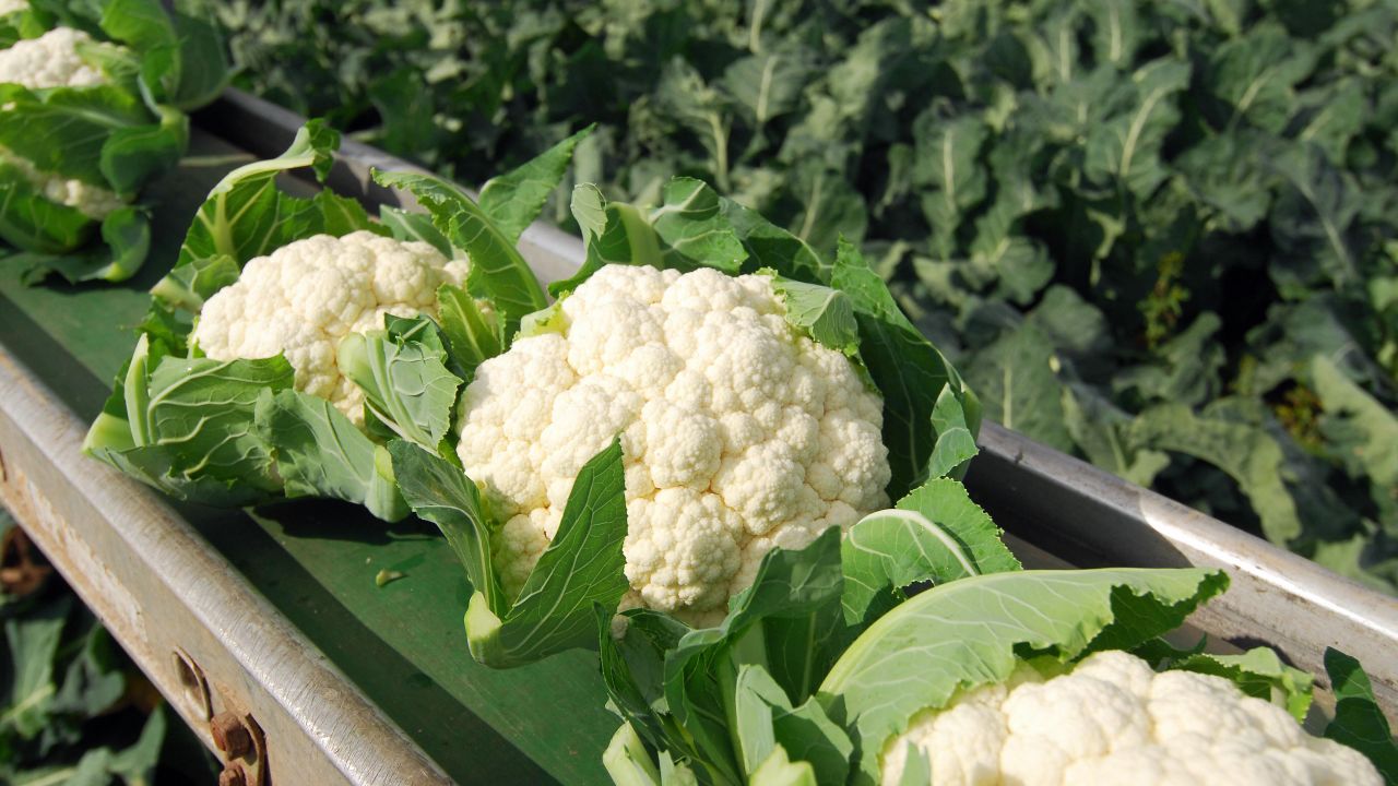 <strong>Cauliflower</strong><br />Water content: 92.1%<br /><br />Don't let cauliflower's pale complexion fool you: In addition to having lots of water, these unassuming florets are packed with vitamins and phytonutrients that have been shown to help lower cholesterol and fight cancer, including breast cancer. (A 2012 study of breast cancer patients by Vanderbilt University researchers found that eating cruciferous veggies like cauliflower was associated with a lower risk of dying from the disease or seeing a recurrence.)<br /> <br />"Break them up and add them to a salad for a satisfying crunch," Gans suggests. "You can even skip the croutons!"<br />