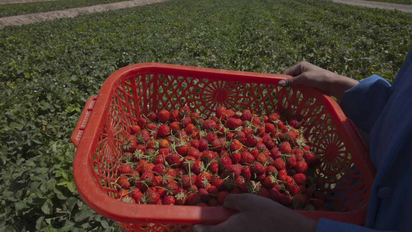 <strong>Strawberries</strong><br />Water content: 91.0%<br /><br />All berries are good foods for hydration, but juicy red strawberries are easily the best of the bunch. Raspberries and blueberries both hover around 85% water, and blackberries are only slightly better at 88.2%.<br /> <br />"I love strawberries blended in a smoothie or mixed with plain nonfat yogurt, another hydrating food," Gans says. Strawberries add natural sweetness to the yogurt, she adds, and the combo of carbohydrates, fiber and protein make a great post-workout recovery snack.<br /> <br /><a href="http://www.health.com/health/gallery/0,,20306851,00.html" target="_blank" target="_blank">Health.com: 12 summer fruit and veggie recipes</a>