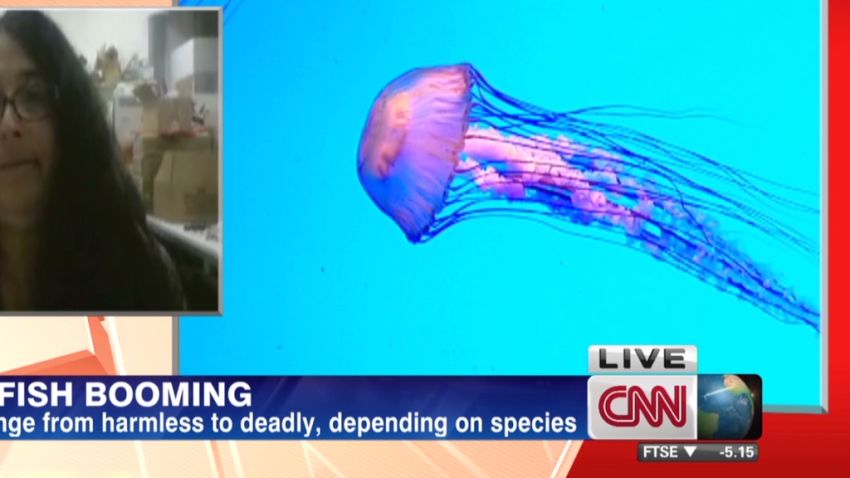nr.jellyfish.boom.around.the.world _00034211.jpg