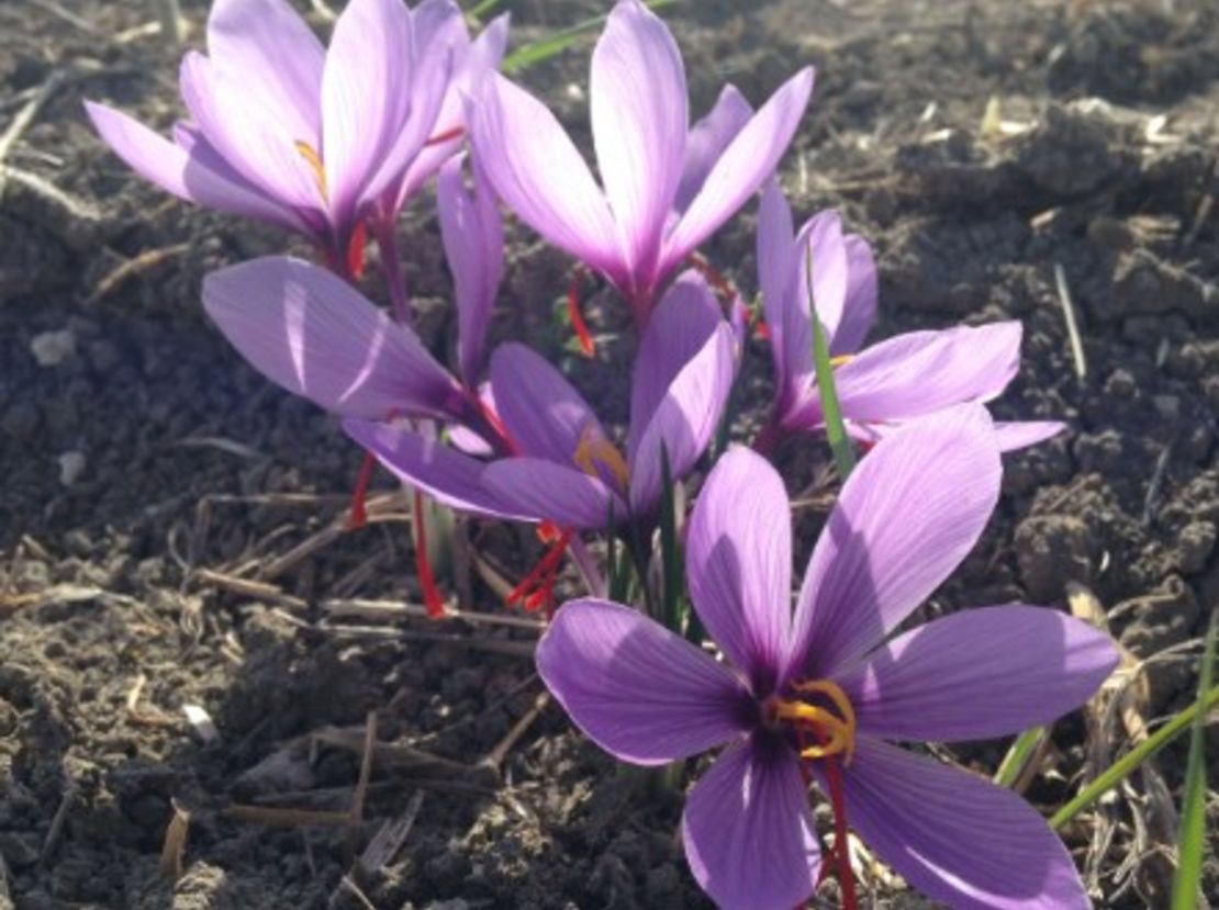 A Greek Saffron plant in bloom.