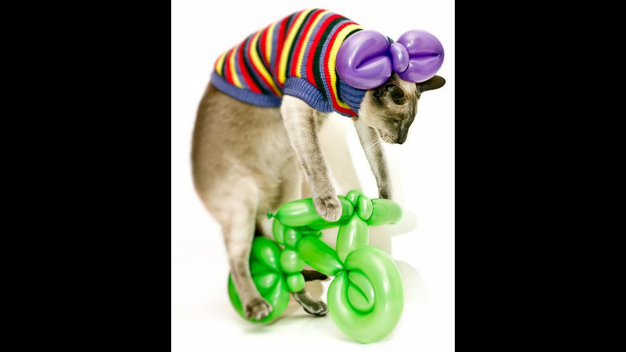 Gucci the cat rides a balloon bike made by Katja Wulff. You're welcome.