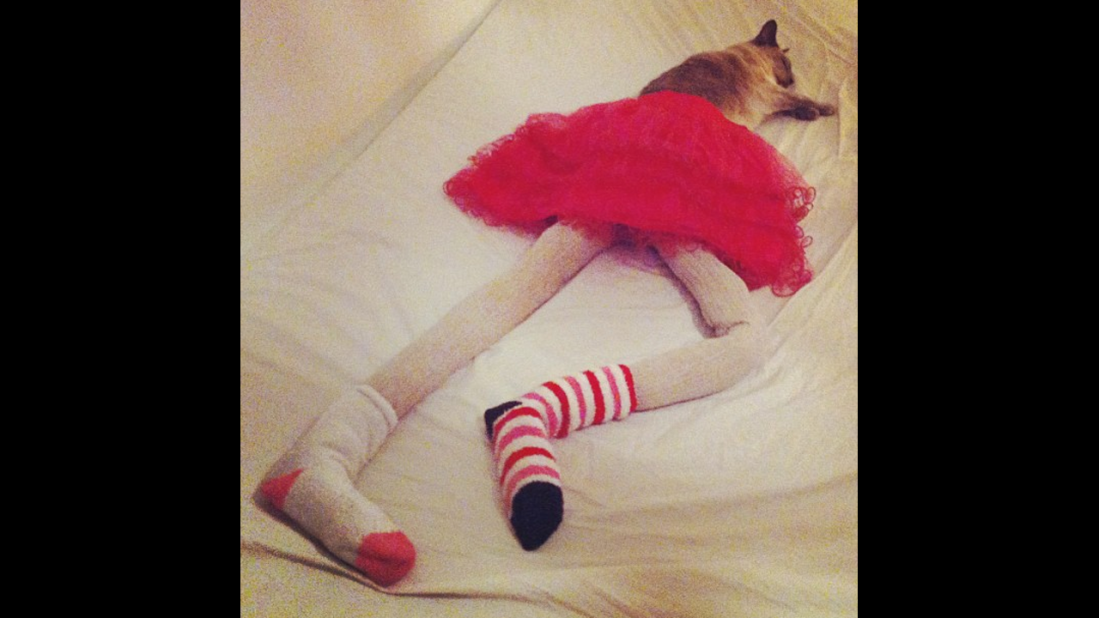 10 Pictures of Cats Wearing Tights -- It's a Real Trend, Catster