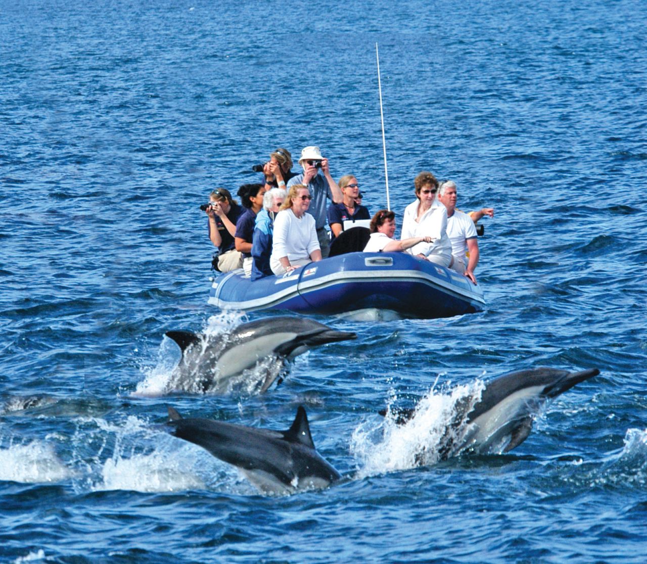 Hawaiian spinner dolphins feed at night and throng Oahu's (Hawaii) west coast. 