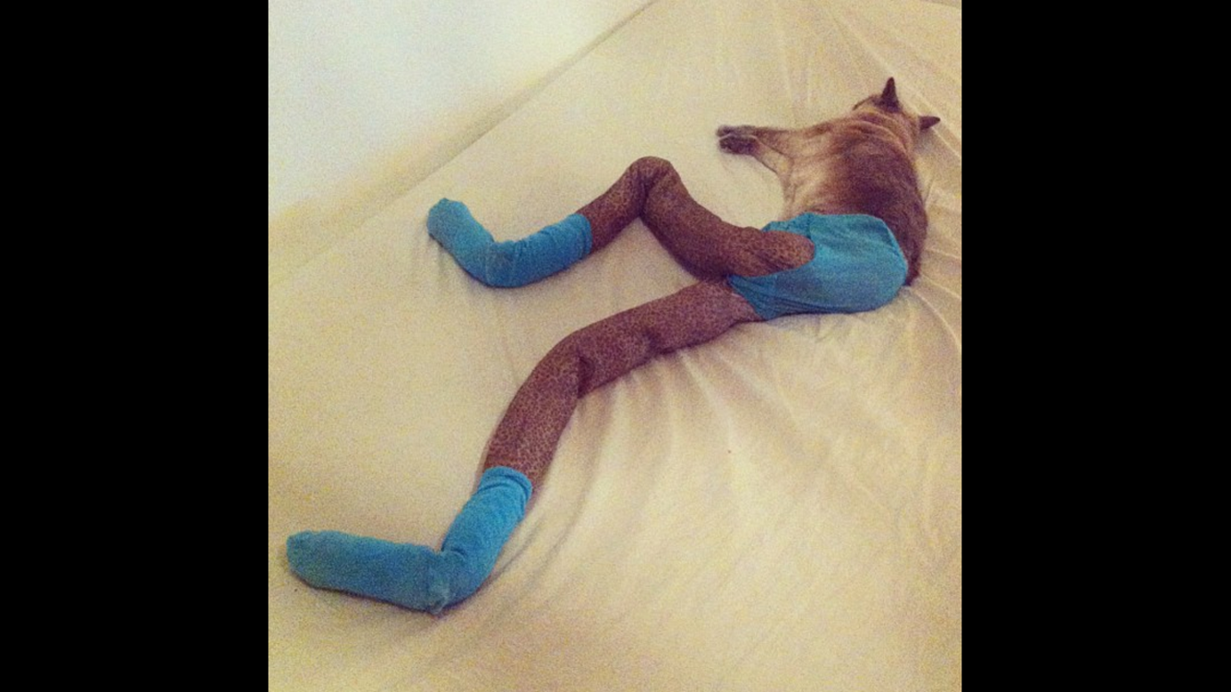 Gucci Cat Wears Tights-Kitty Leggings
