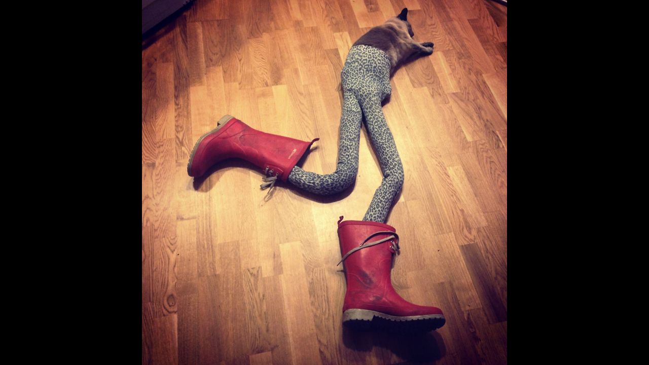 Futuristic Fashion Cats #cat #catsoftiktok #fashion #fashiontiktok
