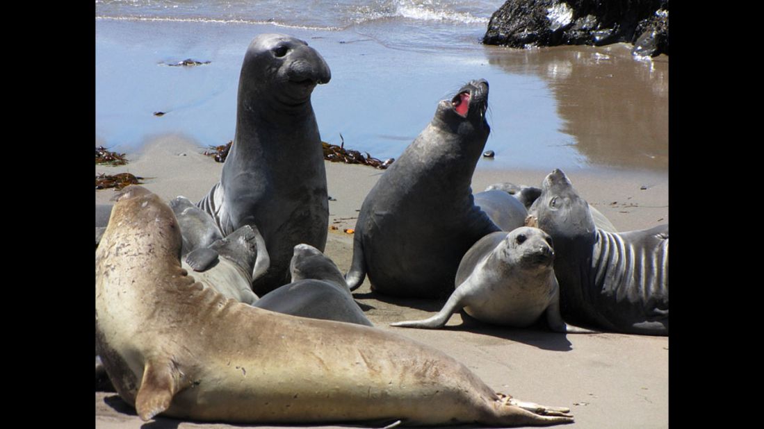 Elephant seals enjoy the Monterey Bay, the best place to see marine mammals outside the Antarctic, says Dinets. 