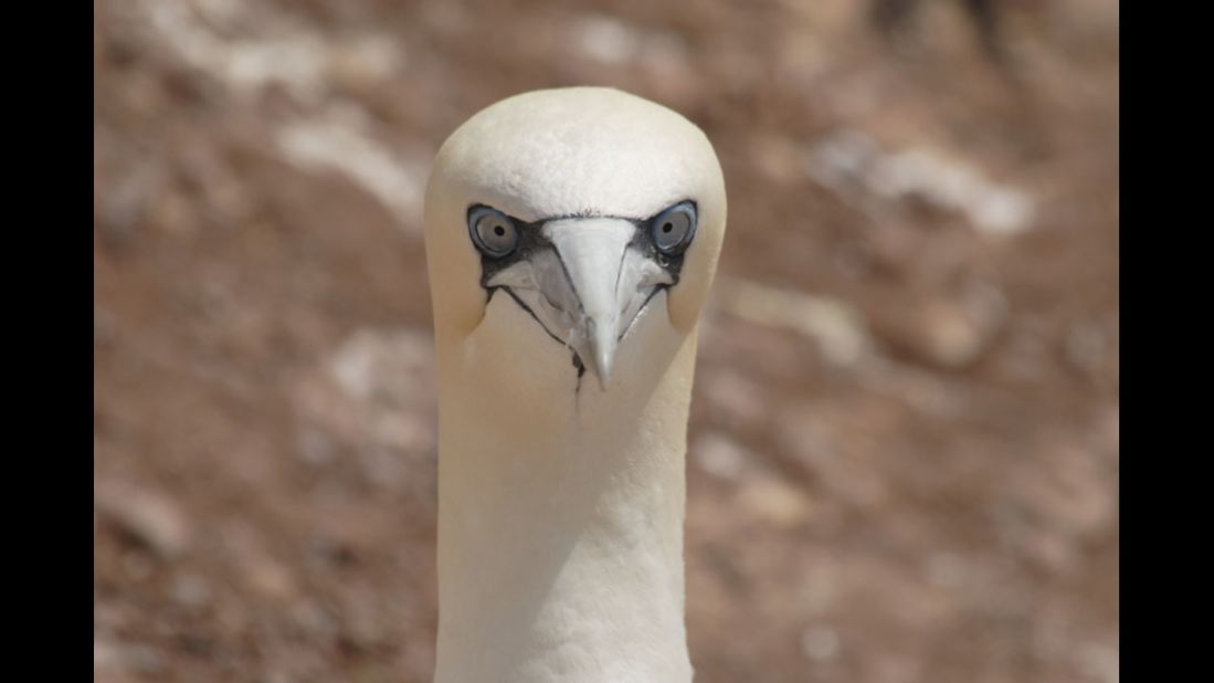 This stunning part of the North American continent is a place where visitors can observe giant Greenland sharks, pet a seal pup, or watch a huge gannet colony at arm's length. A Northern gannet is shown here. 