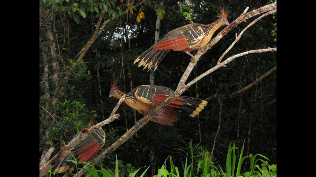 This part of Guyana is Dinets' favorite corner of the Amazon, beautifully preserved. Hoatzins, also known as stink birds, are shown here. 