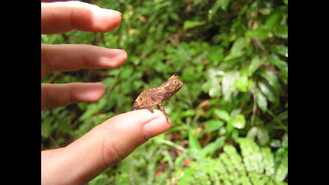 The Masoala Peninsula is particularly lush, diverse and remote part of this wonderful island, and the place Dinets says naturalists must see before they die. An adult dwarf chameleon is shown here. 