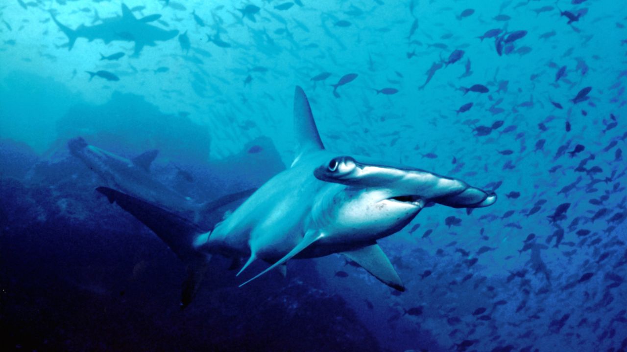 You can get up close to hammerheads in the waters off Bimini. 