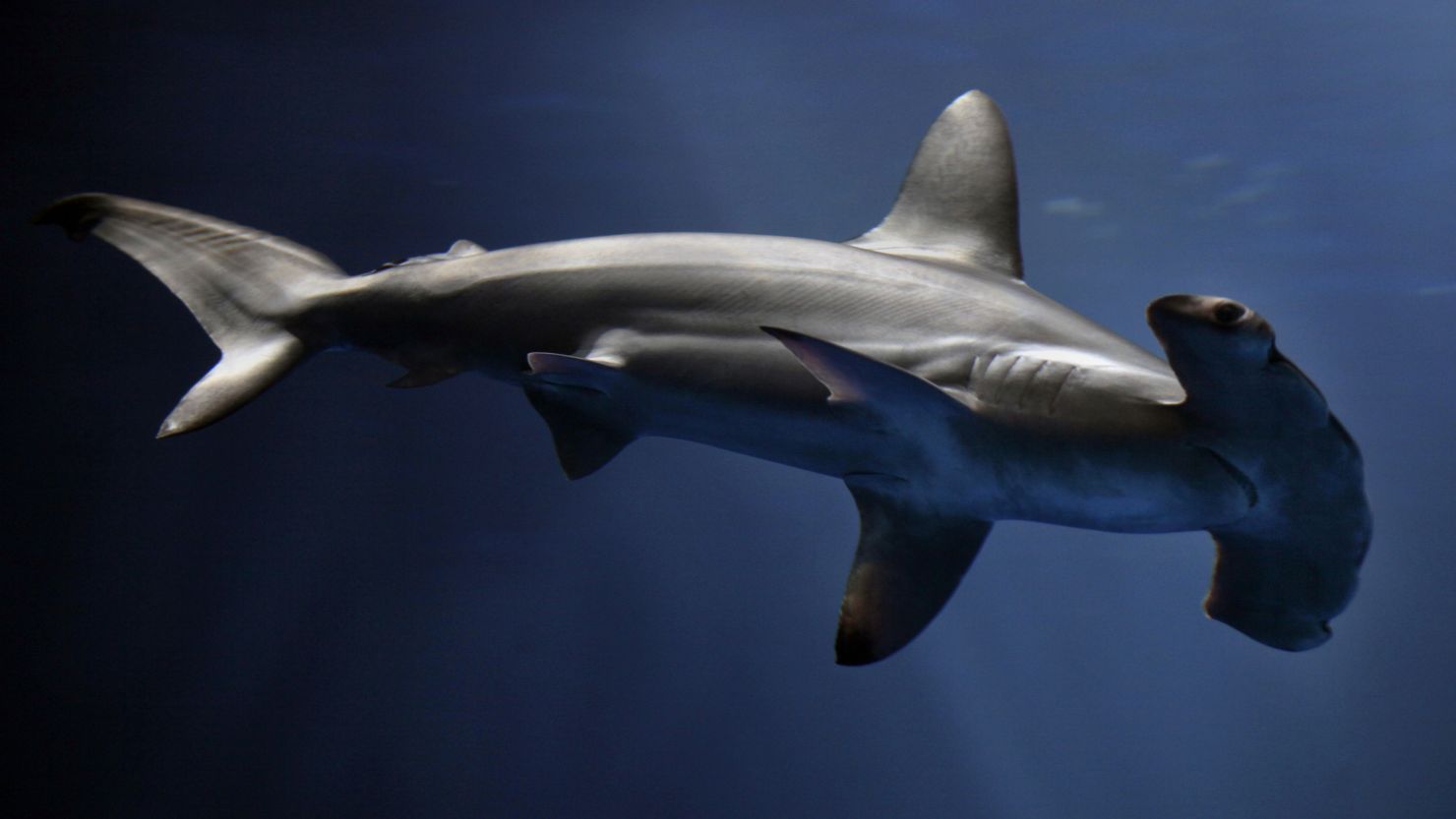 The new species looks similar to the pictured scalloped hammerhead shark. 