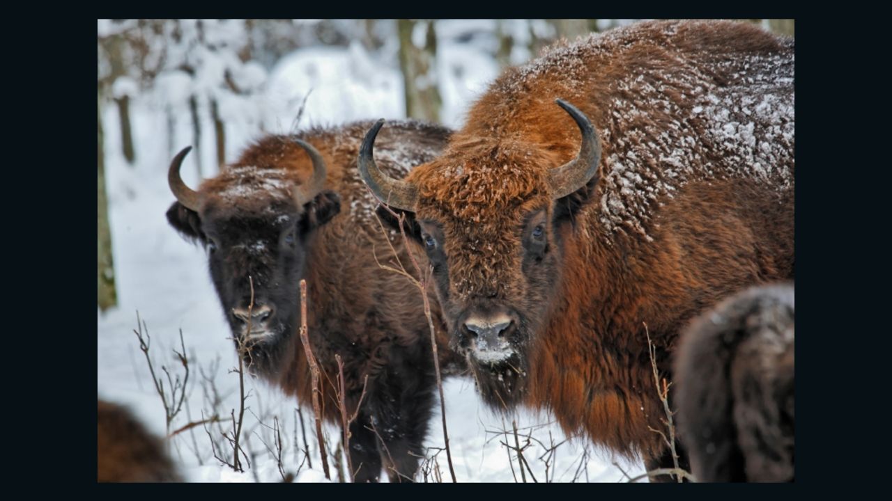 Poland's wild European bison are all descended from 54 captive animals that survived "extinction."