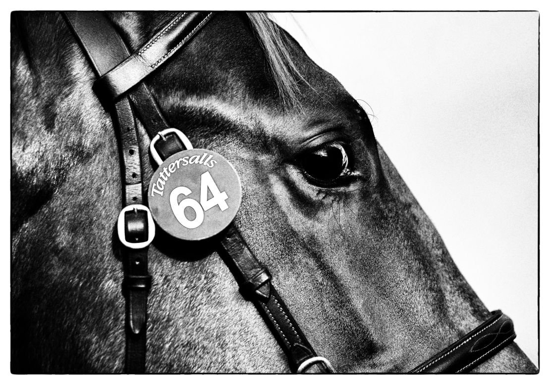 A horse at auction at Tattersalls