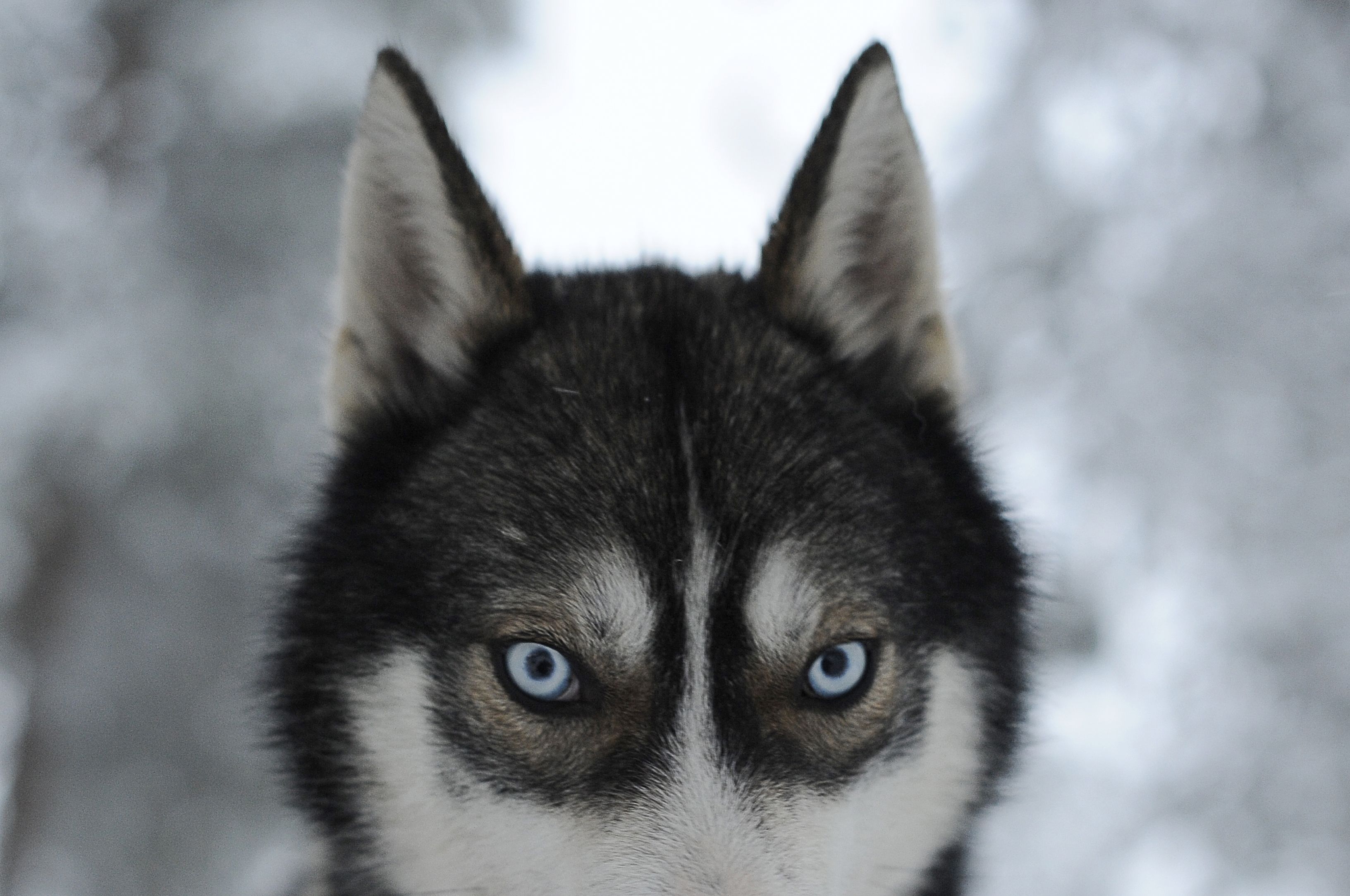 how can i make my husky happy