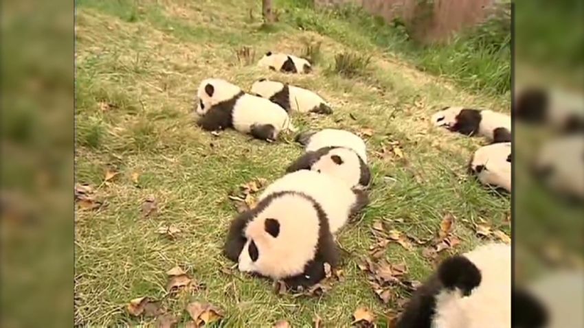 china baby panda training mckenzie_00004615.jpg