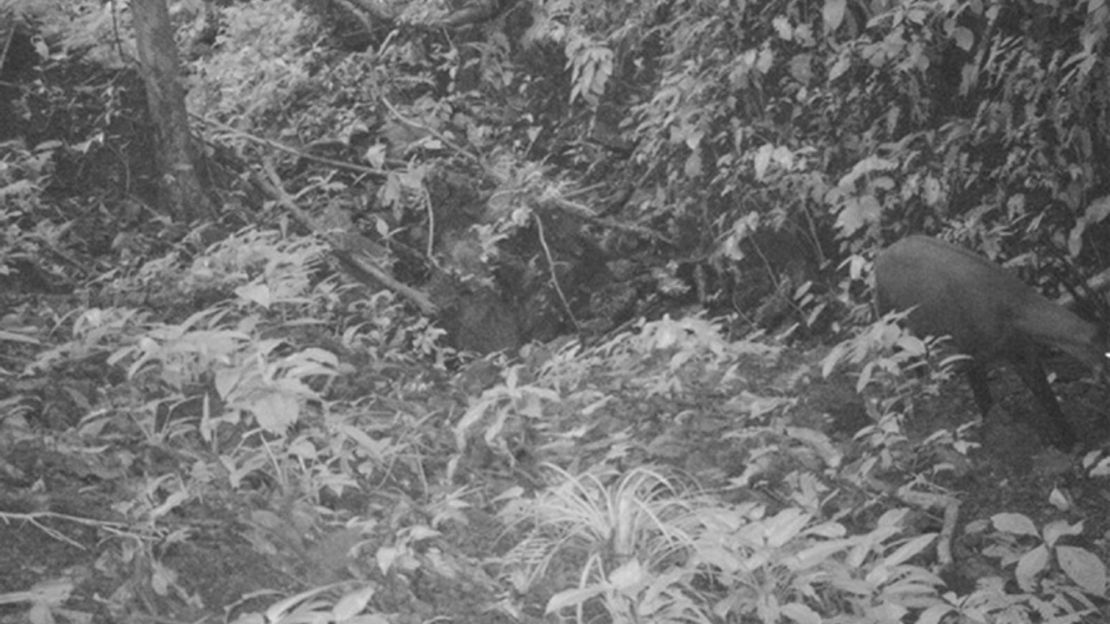 This Sept. 7, 2013 photo released by WWF, shows the Saola in a forest in Vietnam. 