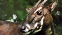 This photo taken in 1993 and released by WWF shows a Saola in Vietnam when it was captured. It was one of two Saola captured alive in central Vietnam, but both died months later in captivity. Saola, one of the rarest and most threatened mammals on earth has been caught on camera in Vietnam for the first time in 15 years in September in central Vietnam, renewing hope for the recovery of the species, international conservation group WWF said Wednesday, Nov. 13, 2013. (AP Photo/WWF)