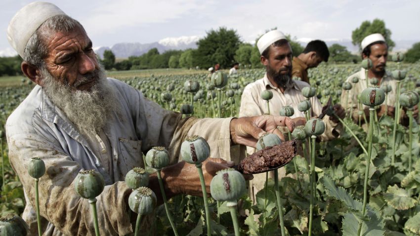 In this May 10, 2013 file photo, Afghan farmers collect raw opium as they work in a poppy field in Khogyani district of Jalalabad, east of Kabul, Afghanistan.