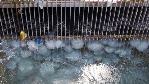 Jellyfish block grills at a power station in Hadera, Israel, in 2011. Salps shut down a California nuclear plant temporarily in 2012.