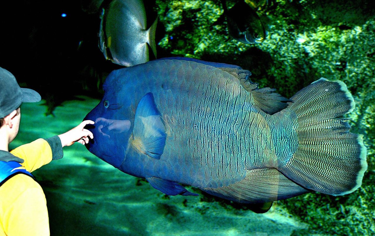 A schoolboy reaches out to touch a humpheaded Maori wrasse as it swims in the world's largest Great Barrier Reef exhibit at the Sydney Aquarium in June 2003. It is an enormous coral reed fish—growing over 6 feet long — with a prominent bulge on its forehead. Some of them live to be over 30 years old. WWF urges local governments in the Coral Triangle to stop the trade and consumption of humphead wrasse, one of the most expensive live reef fishes in the world. 