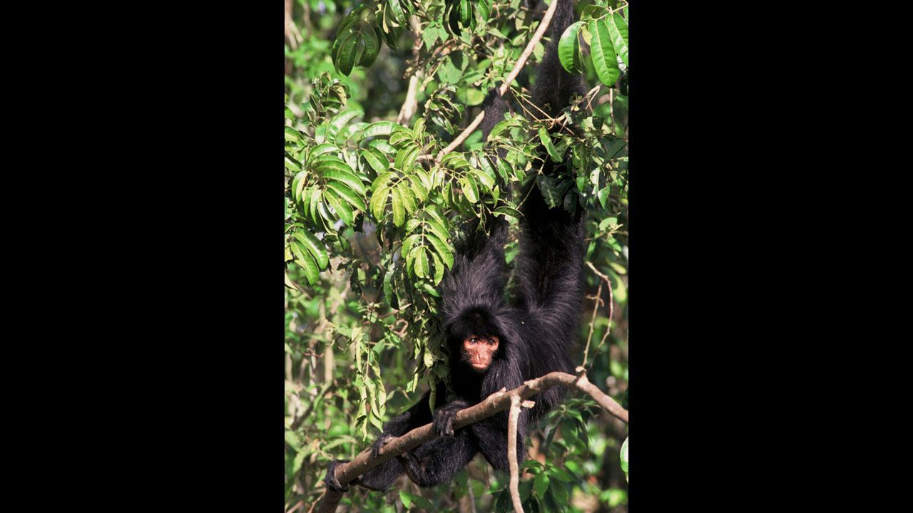 Black spider-monkeys — also known as the Guiana or red-faced spider monkey — are one of the main monkey species encountered in healthy tropical rainforests. It's prehensile tail allows this monkey to find stability when sitting on branches and to reach out for food at the tip of fragile branches by suspending himself.