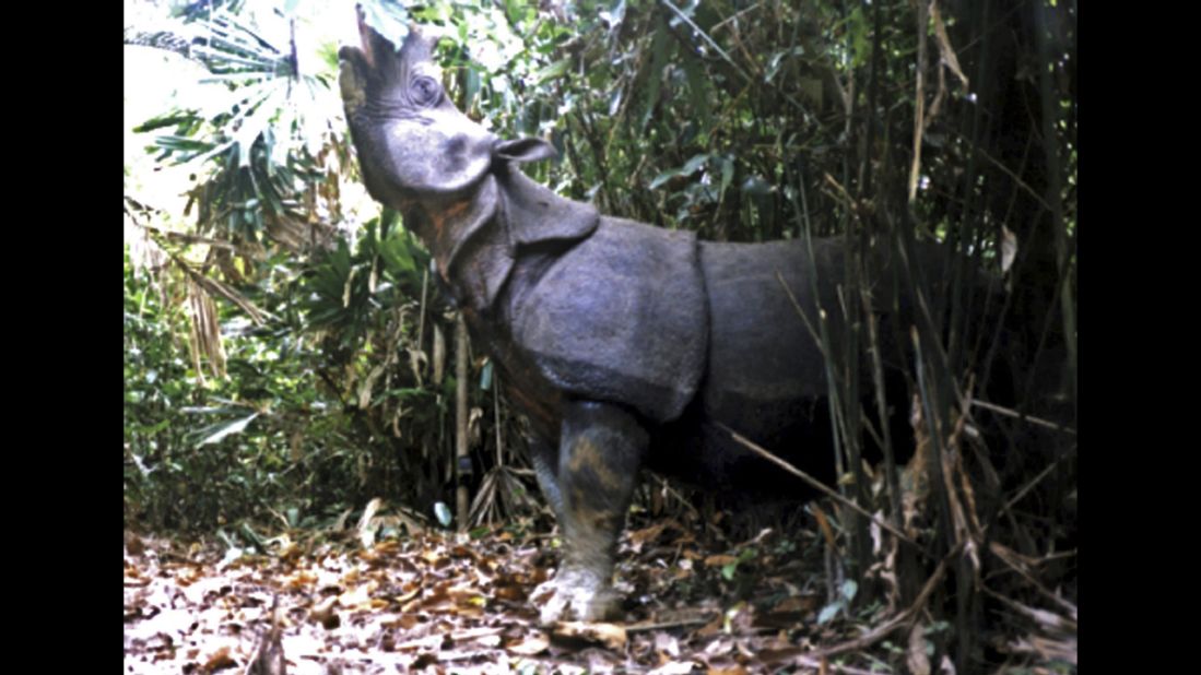 A Javan rhino walks in the national park in the Ujung Kulon National Park in Indonesia. It is one of  the most threatened of the five rhino species, with as few as 35 individuals surviving. Their skin has a number of loose folds, giving the appearance of armor plating. The discovery of three dead Javan rhinos in 2010 has intensified efforts to save one of the world's most endangered mammals from extinction. 