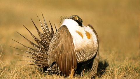 Strutting adult male greater sage-grouse (Centrocercus urophasianus), Alberta, Canada.