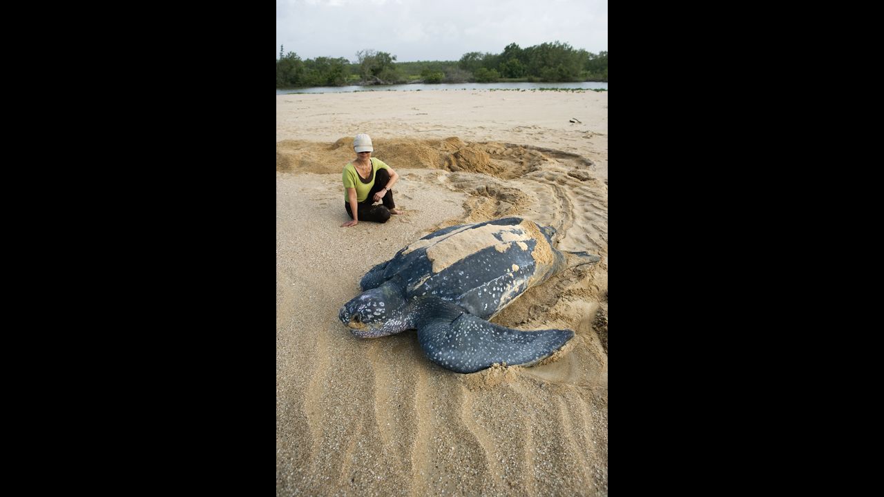 A leatherback turtle goes to sea after burying eggs at the Matapica National Park. They are named for their shell, which is leather-like rather than hard. They are the largest sea turtle species and also one of the most migratory, crossing both the Atlantic and Pacific oceans. Although their distribution is wide, the number of these turtles has seriously declined during the past century as a result of intense egg collection and fisheries bycatch.
