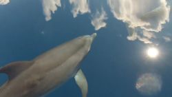 dolphins in the sky