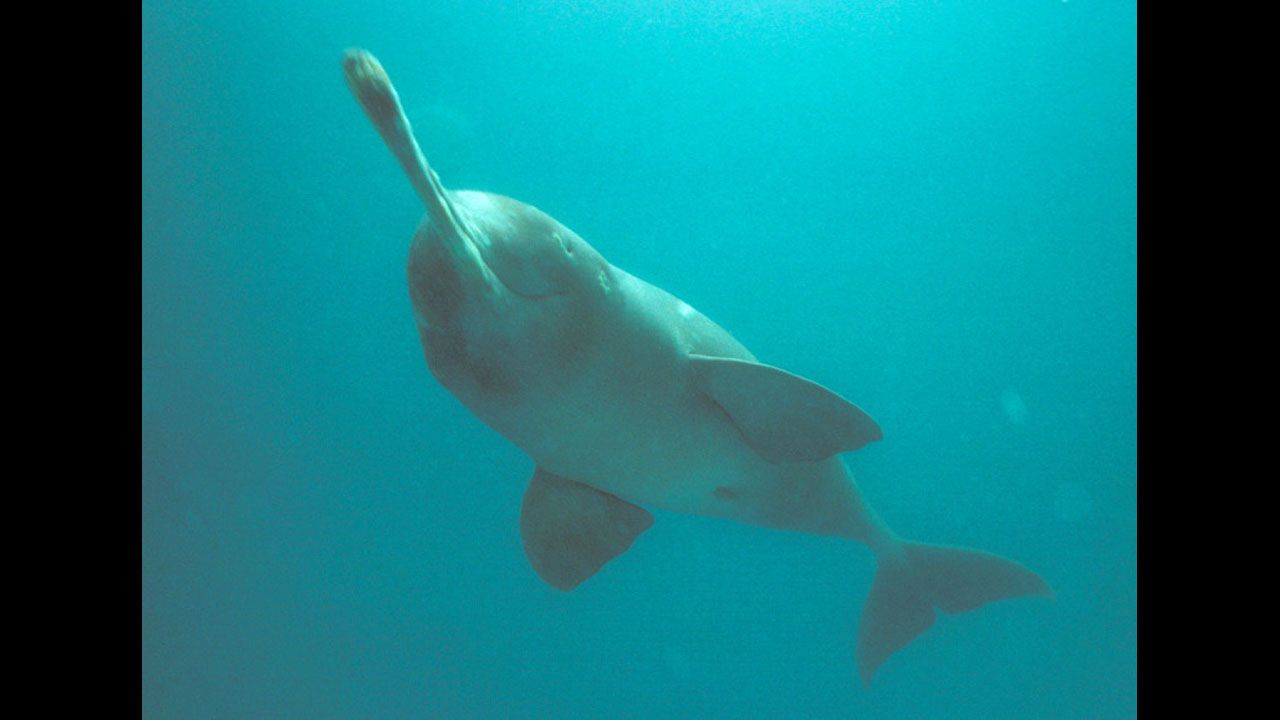 The Ganges River dolphin once lived in the Ganges, Brahmaputra, Meghna, Karnaphuli and Sangu rivers of Nepal, India and Bangladesh. But the species is extinct from most of its early distribution ranges. They can only live in freshwater and essentially are blind. They hunt by emitting ultrasonic sounds, which bounce off of fish and other prey, enabling them to "see" an image in their mind.