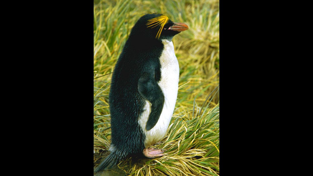 The rockhopper penguin is much smaller in size than the emperor penguin. Rockhopper penguins weigh less than 10 pounds. They were named for their distinctive hopping movements over the rocky hills and cliffs where they live and breed. In the past 30 years, it is estimated that the population of rockhoppers has fallen by nearly 25%, and now climate change could place them at even greater risk.