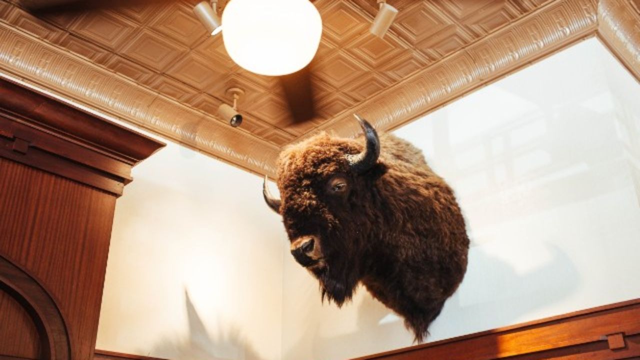 Ted Turner owns the largest private bison herd, consisting of 55,000 bison. - (Kendrick Brinson for CNN)
